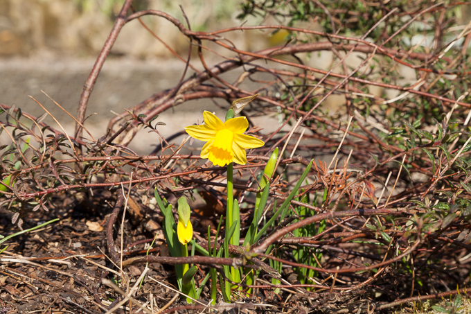 Hodsock 2014 (06)